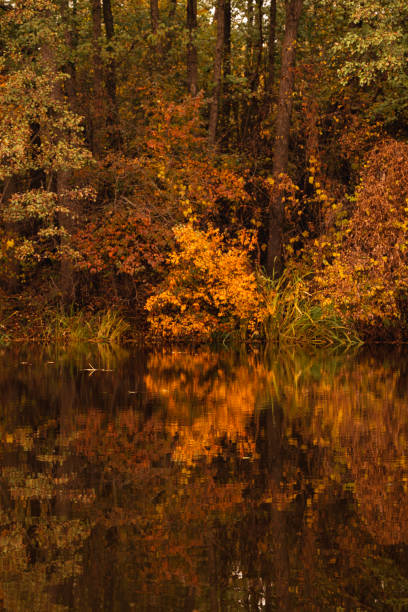 istock Colorful autumn forest with reflection in the river 1761672169