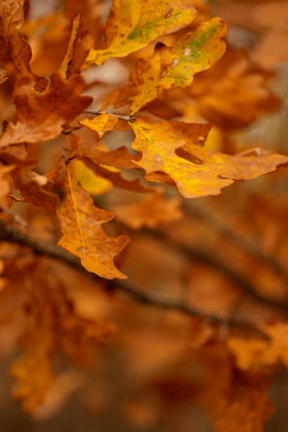 istock Autumn background. Colorful autumn leaves 1761672664