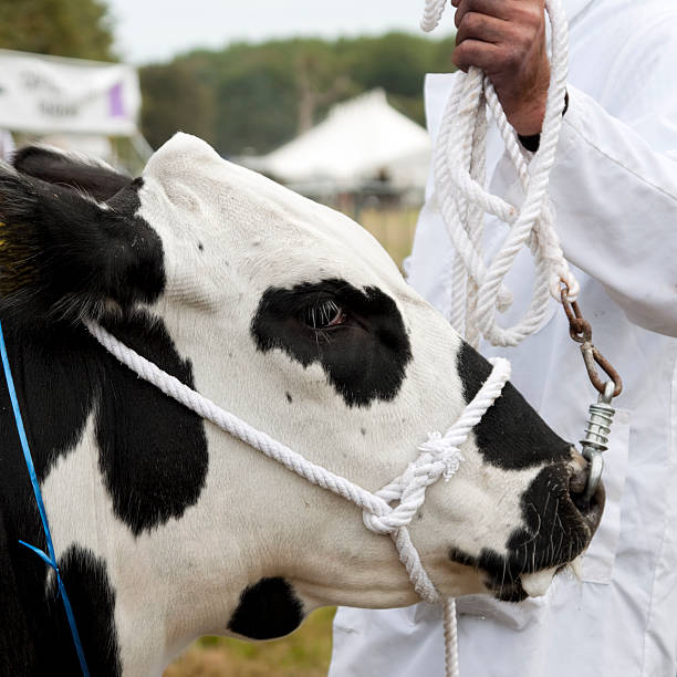 istock Agricultural Show - Leading a bull by the nose 176167295