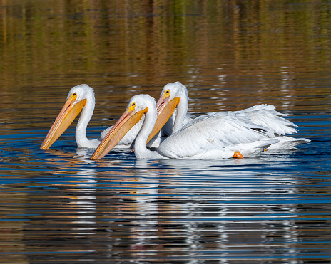 Three American White Pelicans in the morning sun
