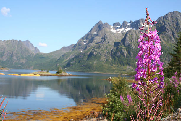 istock Fireweed and Norvegian Fjord 176168502