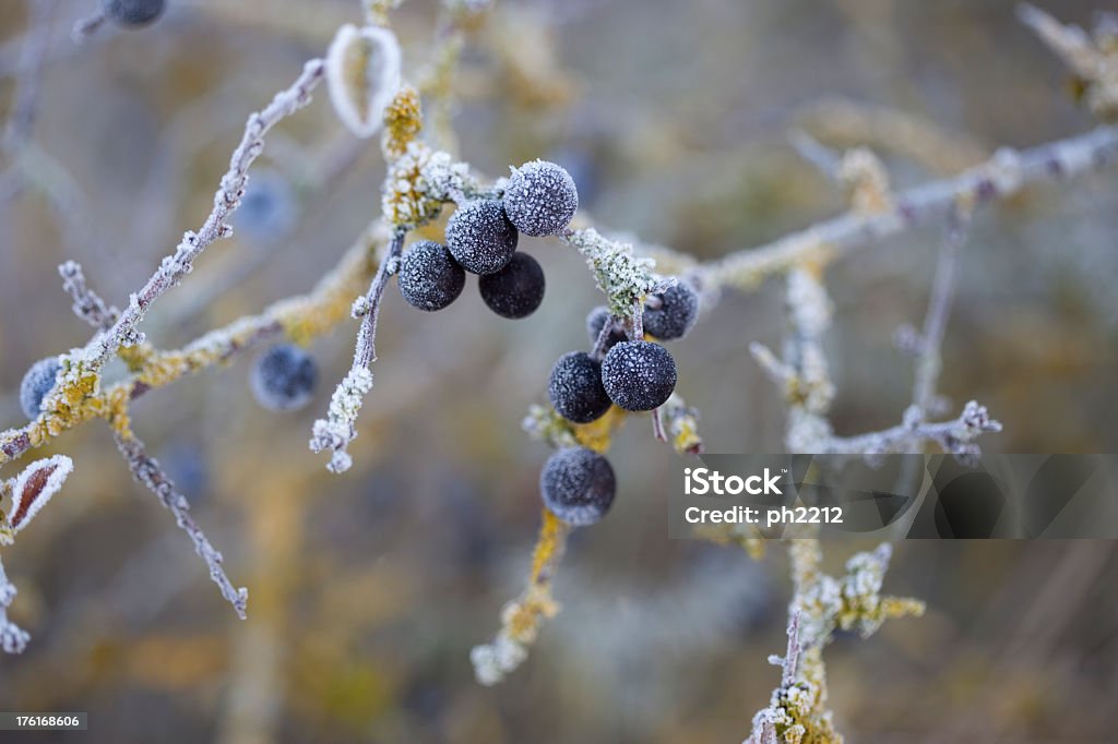 Blackthorn - Prunus Spinosa Linné with Frost Blackthorn - Prunus Spinosa Linné with Frost. This sloes berry are ready for making sloe schnapps. Can be used for a background. Blackthorn Stock Photo