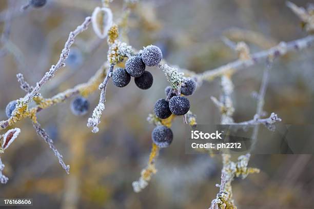 Blackthorn Prunus Spinosa Linné With Frost Stock Photo - Download Image Now - Blackthorn, Winter, Frost