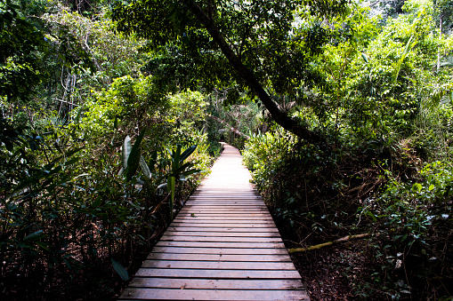 wooden bridge in perspective in the amazon jungle in puerto maldonado peru