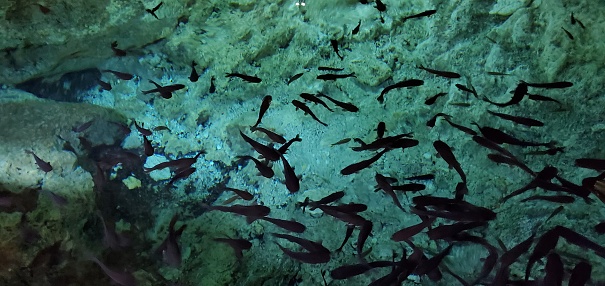 Fish swimming in cenote cave interior in Quintana Roo, Mexico at Aktun Chen National Park.