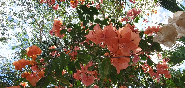 This is a low angle view of blooming bougainvillea flowers in Tulum, Mexico.