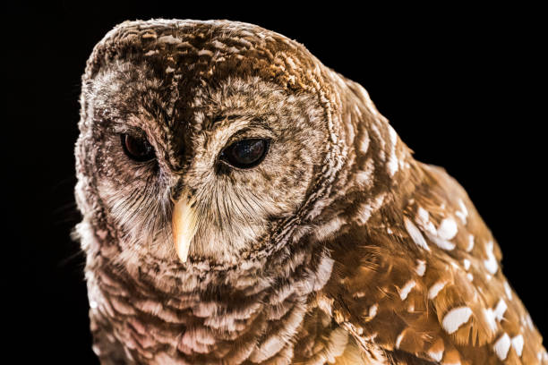 istock Barred Owl on a Black Background 1761693953