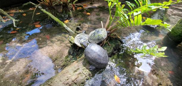 istock Turtles Resting in a Cenote in Tulum Mexico 1761693963