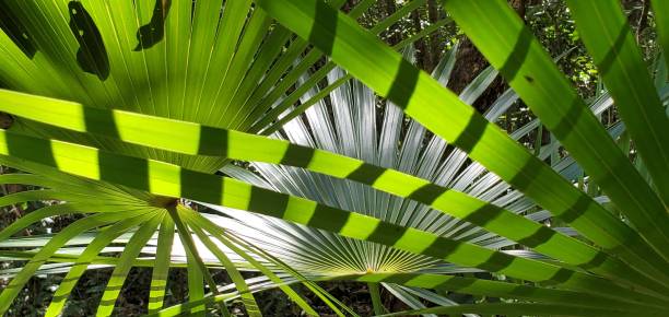 This is a candid photo of tropical palm frond with abstract light and shadows by the Carribbean Sea in Tulum, Mexico.