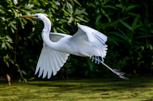 Snowy Egret Flying over Swamp near Williamsburg, Virginia.