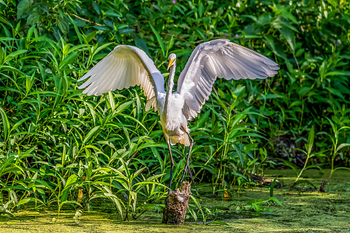 Snowy Egret Flying over Swamp near Williamsburg, Virginia.