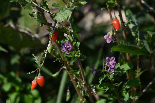 lycium chinense ( chinesische eherebe / goji-beere ) blüten und beeren. - berry vine stock-fotos und bilder