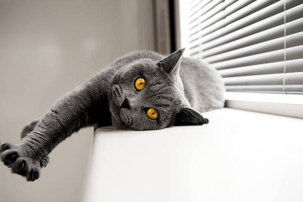 Cat British Shorthair yellow eyes lying next to windowSee ‘British Shorthair’ Collection
