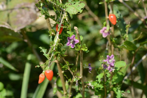 istock Lycium chinense ( Chinese matrimony vine / Goji berry ) flowers and berries. 1761697897