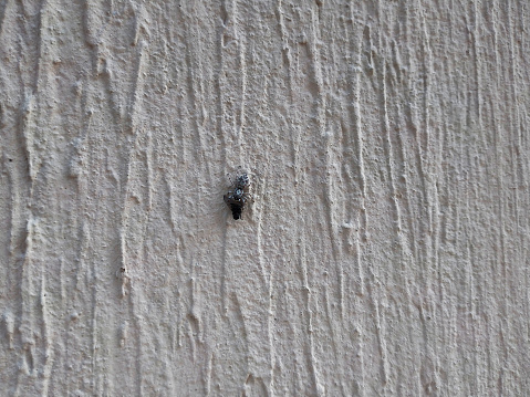 Spider catches housefly on wall.