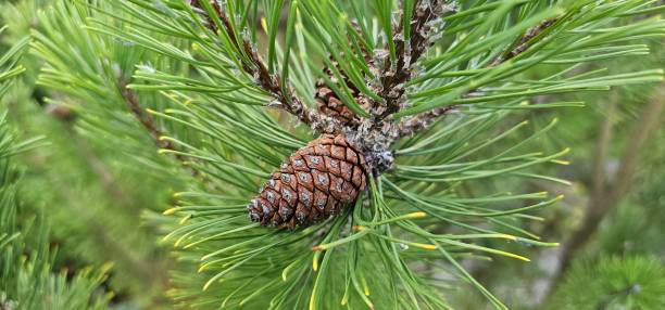istock Coniferous trees with cones outdoors, close-up 1761703515