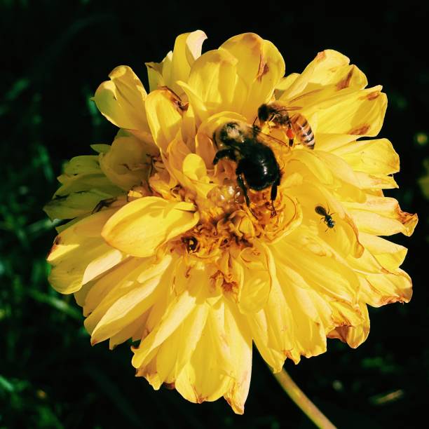 Common eastern bumblebee in late fall dahlia stock photo