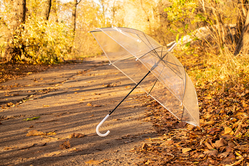 A transparent umbrella lies on the road in the forest in the autumn sun, autumn weather, season, yellow leaves