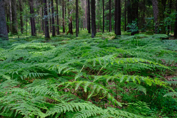 istock Floral background with Western Bracken fern 1761708331