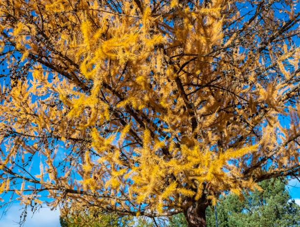 Larch tree with yellow leaves, autumn season.