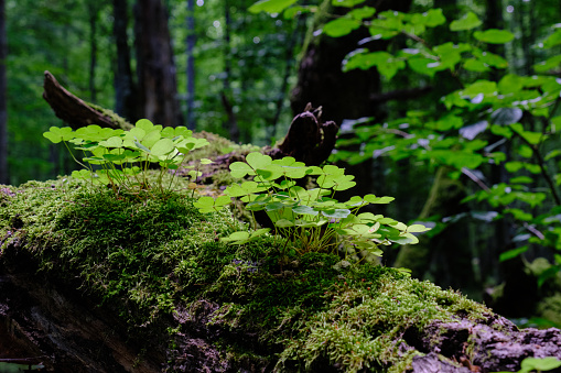 Mossy Forest. Shot near Creys, France.