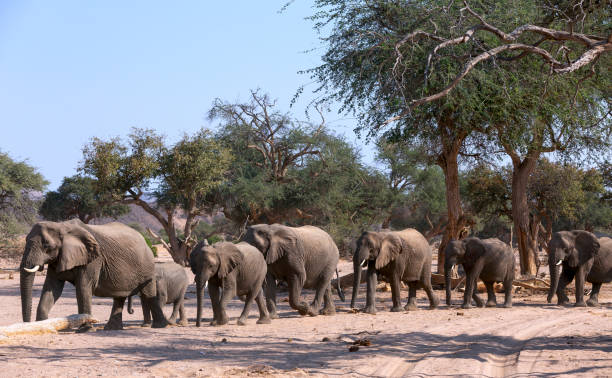 African Elephant (Loxodonta africana), desert-adapted elephant herd with calves, walking in dry riverbed, Hoanib desert, Kaokoland, Namibia. stock photo