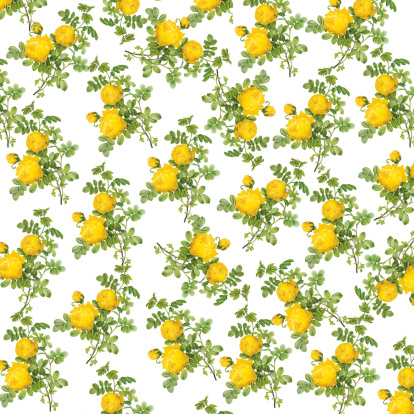 istock Wallpaper with Yellow Roses | Antique Flower Illustrations 176172301