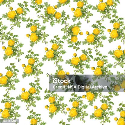 istock Wallpaper with Yellow Roses | Antique Flower Illustrations 176172301