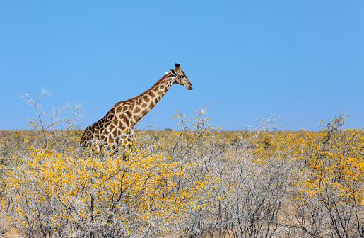 giraffe stands by bushes in sunshine