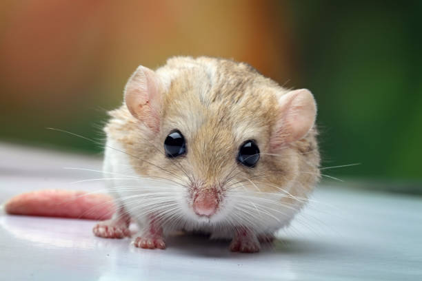 スナネズミの脂肪の尾のクローズアップ - mouse gerbil standing hamster ストックフォトと画像