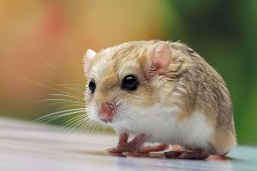 cute pet rodent, animals close-up
