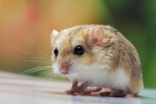 close-up de uma cauda gorda de gerbil - mouse gerbil standing hamster - fotografias e filmes do acervo