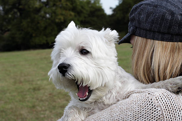 istock Beno the Westie held on shoulder big yawn 176174066