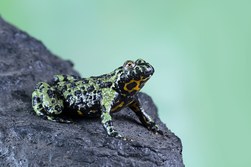 Poison Dendrobates Auratus frog in a rain forest at Sarapiqui - Costa Rica