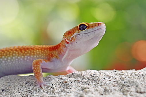 Fat-tailed geckos on sand