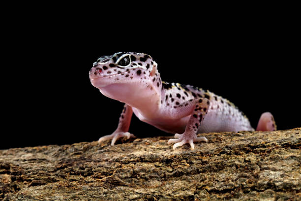 istock Fat-tailed geckos on wood 1761744768