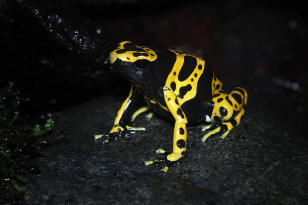 istock Yellow-banded poison dart frog, Dendrobates leucomelas 1761745322