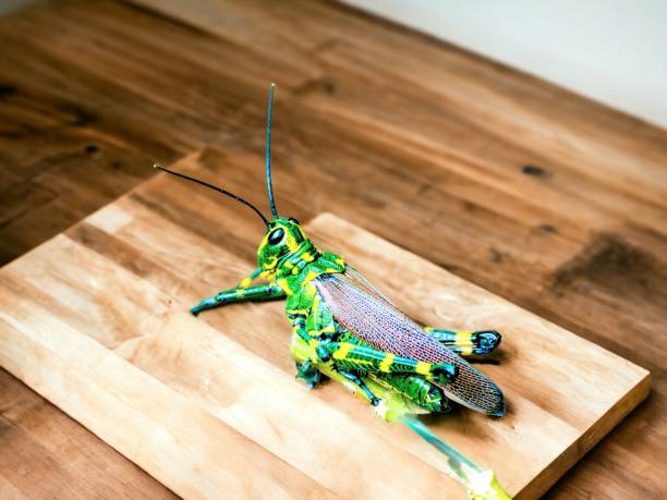 Grasshopper stock photo