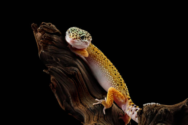 istock Fat-tailed geckos on wood 1761746390
