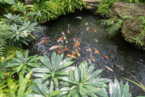 carp or koi fish on pond with tropical tree in park at cafe and restaurant