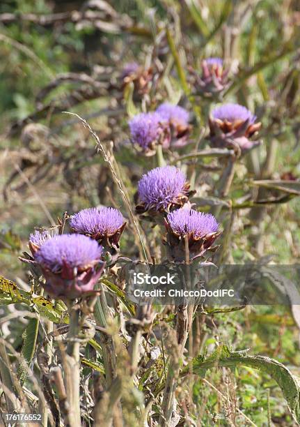 Foto de Roxo Alcachofras Pronto Para Ser Colhidas E Vendidas e mais fotos de stock de Agricultor