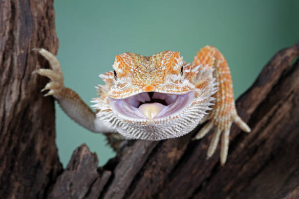 istock bearded dragon on wood 1761775000
