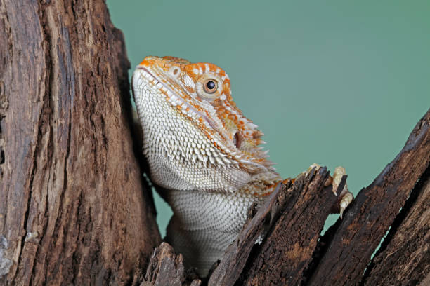 istock bearded dragon on wood 1761775020