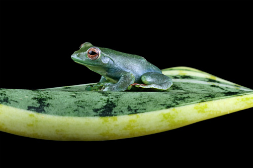 jade tree frog isolated on black