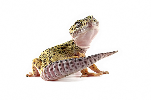 Fat-tailed geckos isolated on white background
