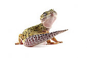 leopard gecko lizard, eublepharis macularius