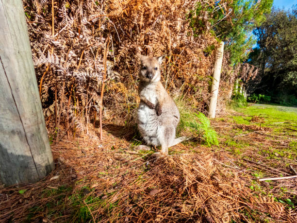 fotografia di un wallaby joey sull'isola di king in tasmania - wallaby kangaroo joey tasmania foto e immagini stock