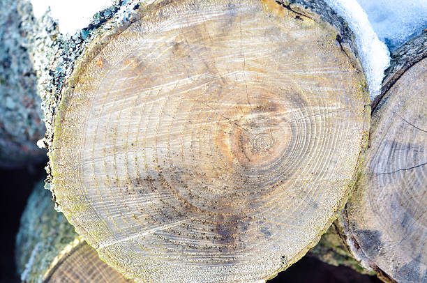 istock Pile of wood in forest 176180743