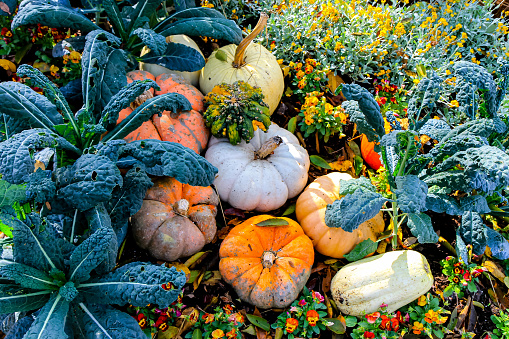 Autumn scene with pumpkins and gourds with colorful mums and green foliage