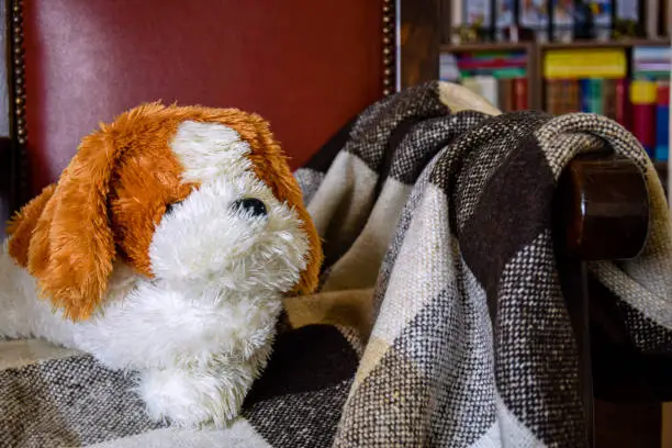 Stuffed toy-dog lies in antique chair on checkered plaid blanket. Bookshelves of home library are visible in background. Close-up.
